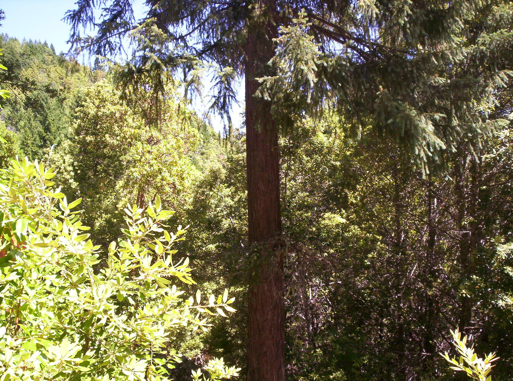 French Peak 039 (2)