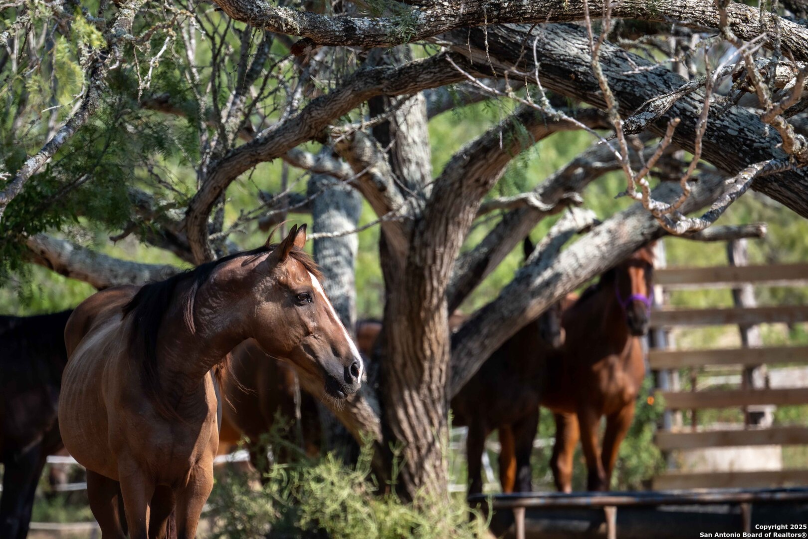 3285 Pittman Road St. Hedwig, TX 78152 - Photo 12 of 15 a view of a house with a tree