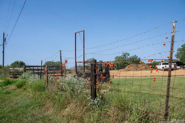 a close up of a plant in a garden