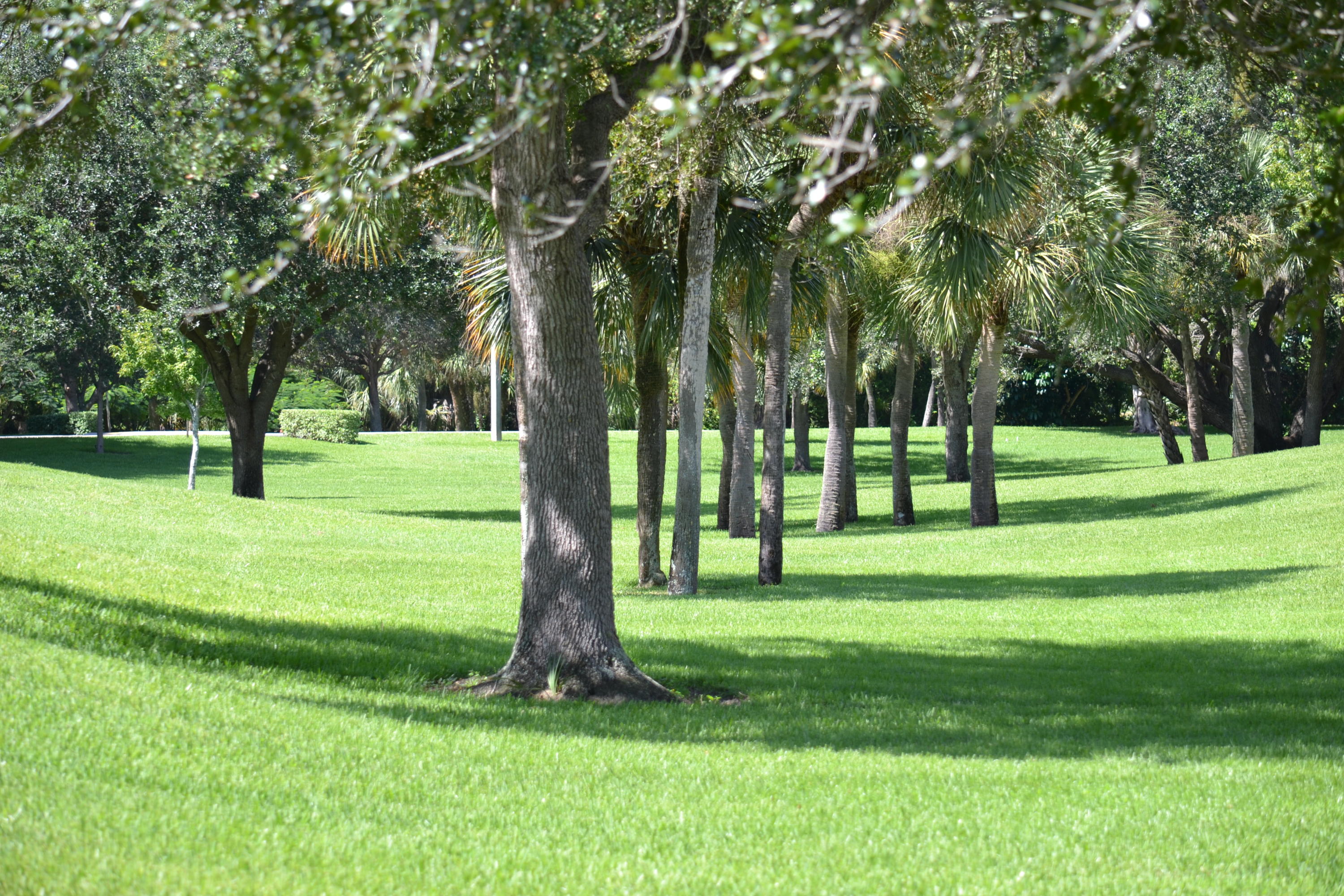 3129 Millwood Terrace, Unit 2340 Boca Raton, FL 33431 - Photo 19 of 29 Open Green Space