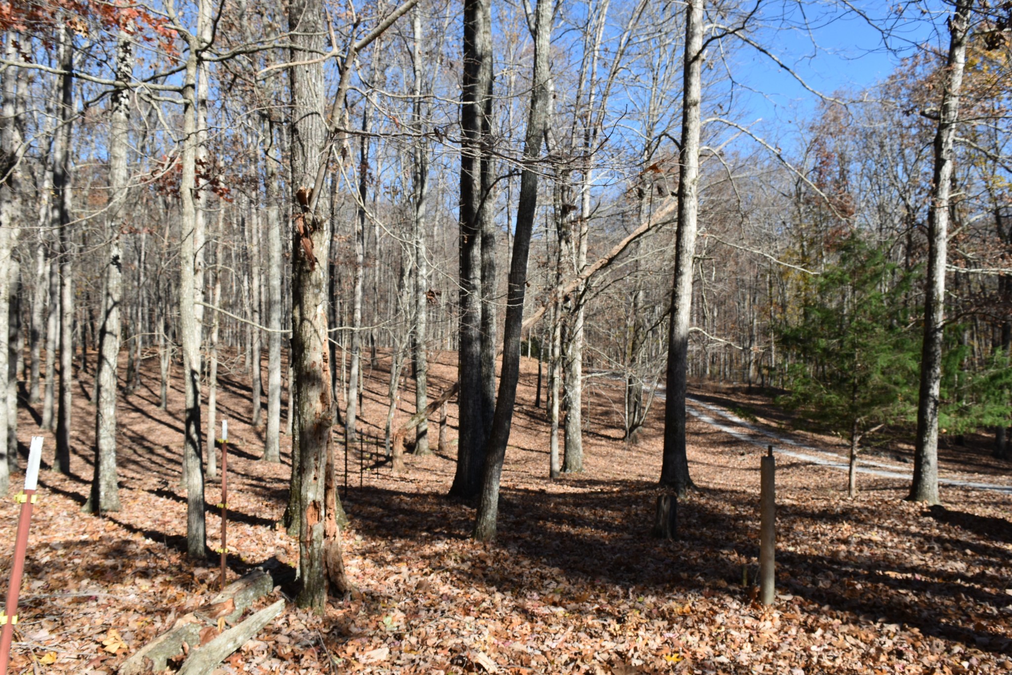 1454 Stagecoach Road Sewanee, TN 37375 - Photo 65 of 75 a view of a forest filled with trees