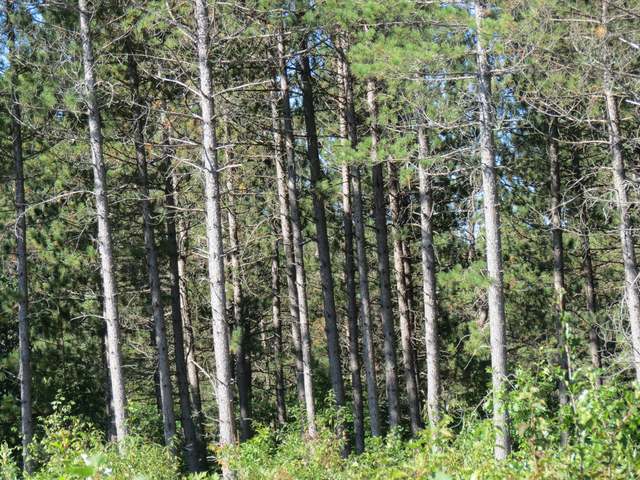 1901 Spring Creek Road Rhinelander, WI 54501 - Photo 8 of 13 Gallery Image 8