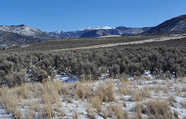 a view of a forest with mountains in the background