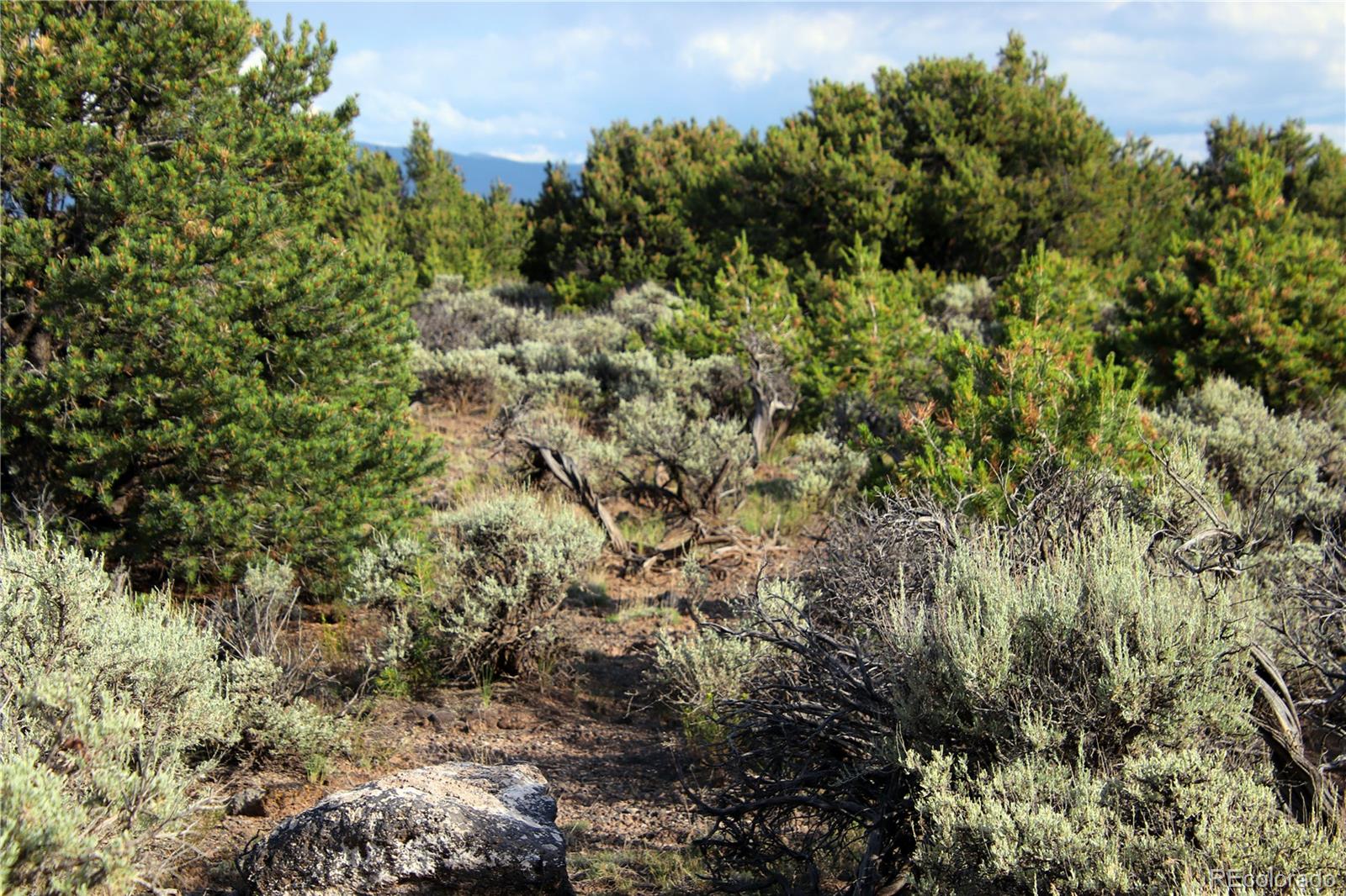 5 North Canyon Road San Luis, CO 81152 - Photo 15 of 25 a view of a forest with a tree