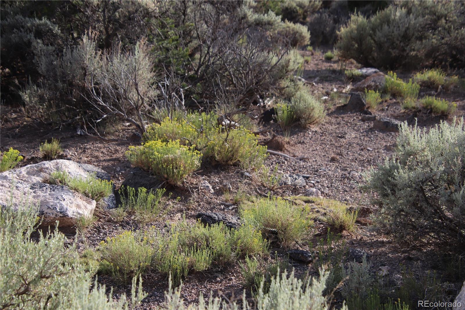 5 North Canyon Road San Luis, CO 81152 - Photo 19 of 25 a view of a forest with a tree