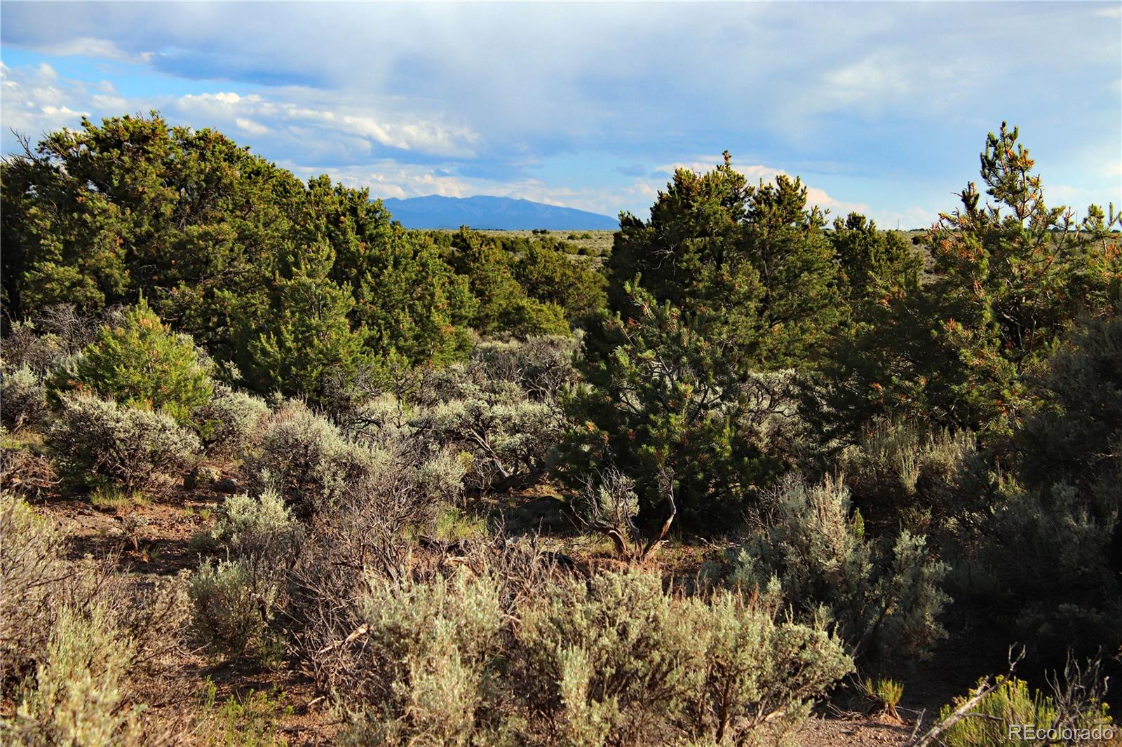 5 North Canyon Road San Luis, CO 81152 - Photo 20 of 25 a view of a bunch of trees and bushes