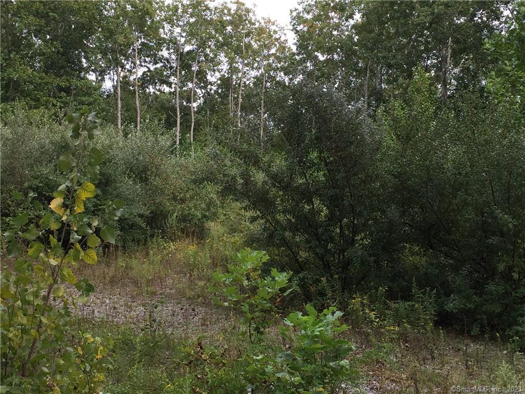 a view of a lush green forest