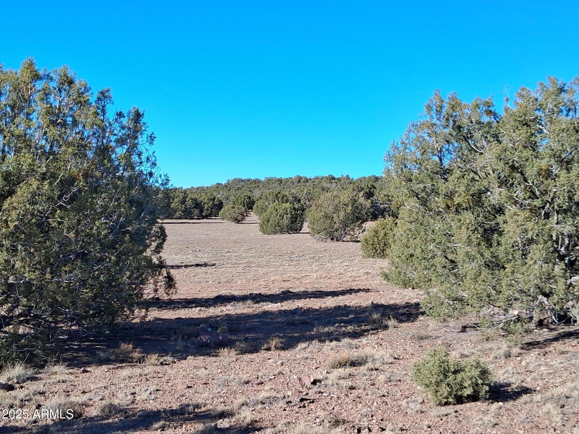 5 County Road Concho, AZ 85924 - Photo 18 of 21 a view of a yard with a tree