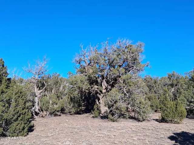 $16,996 | 5 County Road, Snowflake, AZ 85937