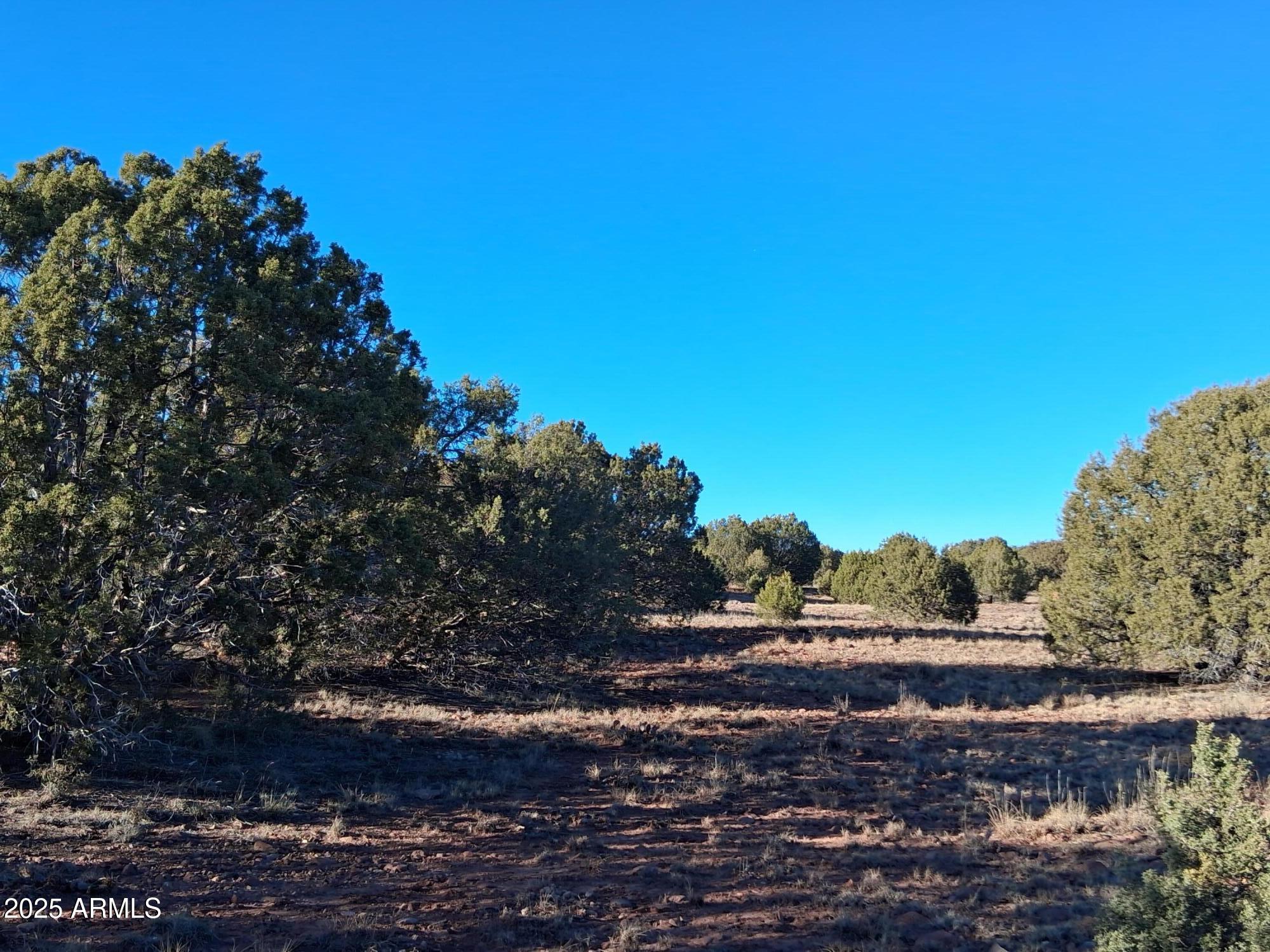 5 County Road Concho, AZ 85924 - Photo 6 of 21 a view of road and trees