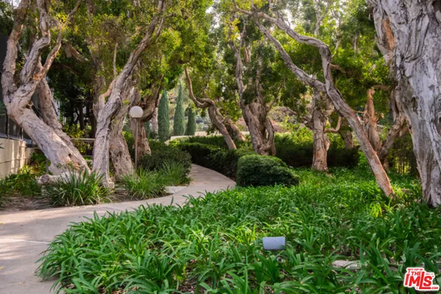 a view of a park with large trees