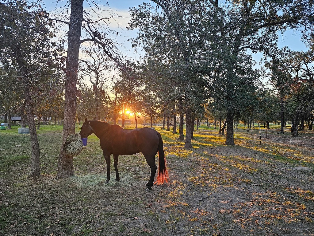 126 Abel Lane Elgin, TX 78621 - Photo 12 of 39