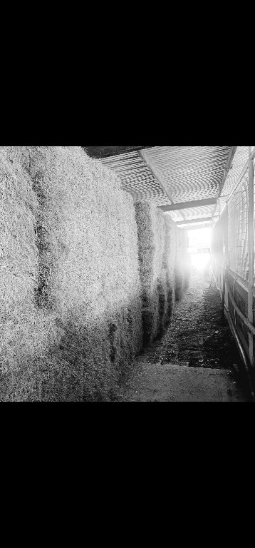 126 Abel Lane Elgin, TX 78621 - Photo 24 of 39