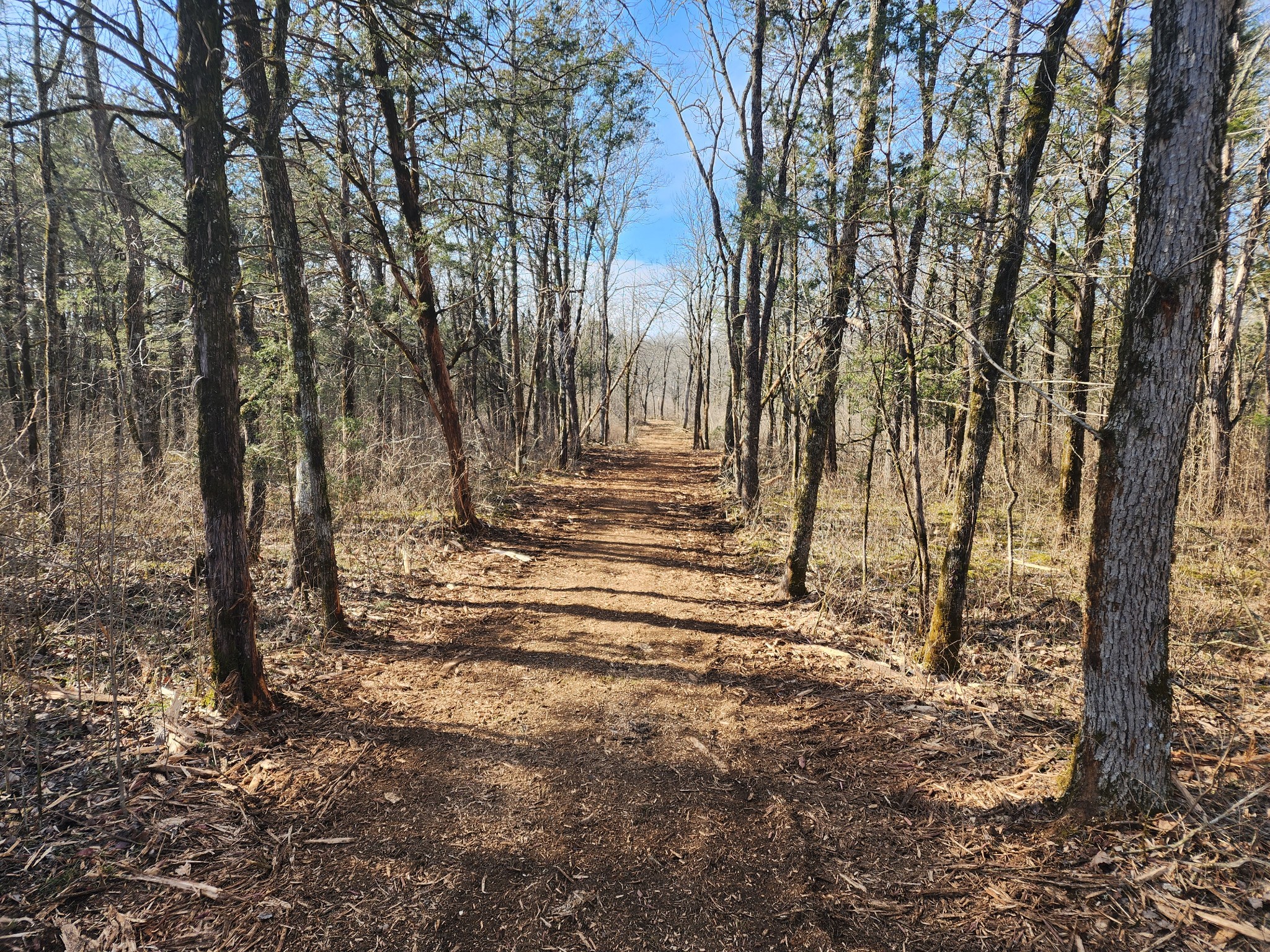 0 Joe Brown Road Spring Hill, TN 37174 - Photo 4 of 15 a view of yard with trees
