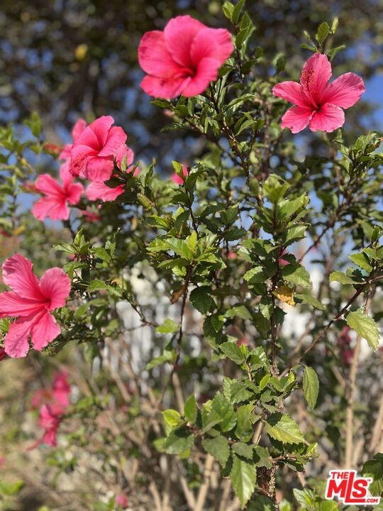 2142 West 11th Street Santa Ana, CA 92703 - Photo 49 of 54 a view of a flower