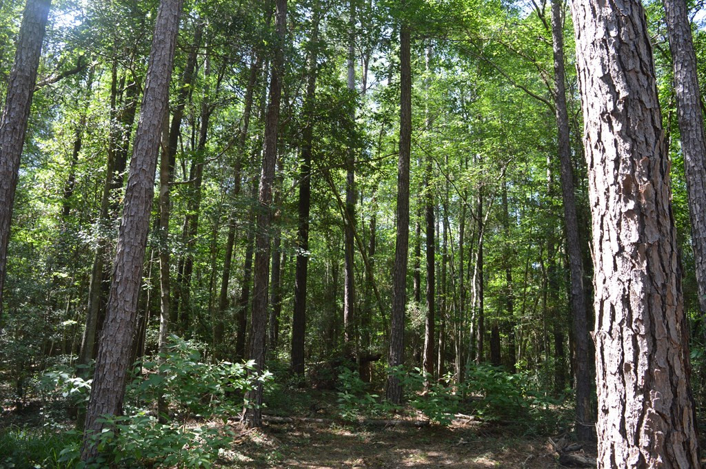 442 Ginntown Road Tylertown, MS 39667 - Photo 14 of 37 Photo 14