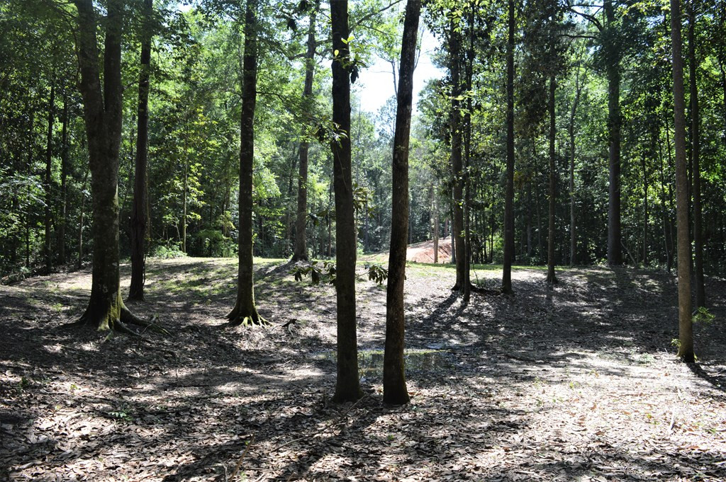 442 Ginntown Road Tylertown, MS 39667 - Photo 20 of 37 Photo 20