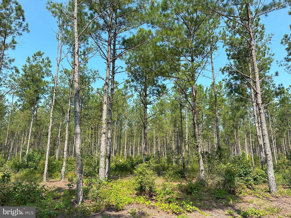 Plank Road Courtland, VA 23837 - Photo 2 of 10