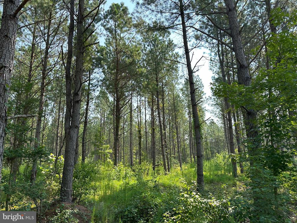 Plank Road Courtland, VA 23837 - Photo 6 of 10