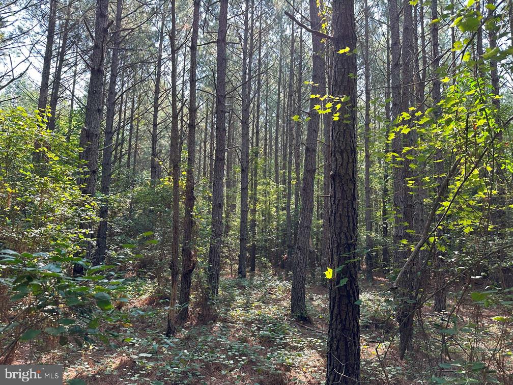 Plank Road Courtland, VA 23837 - Photo 8 of 10