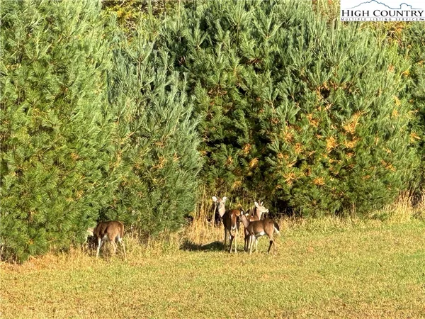 $69,000 | Jr Dairy Road, Ennice, NC 28623