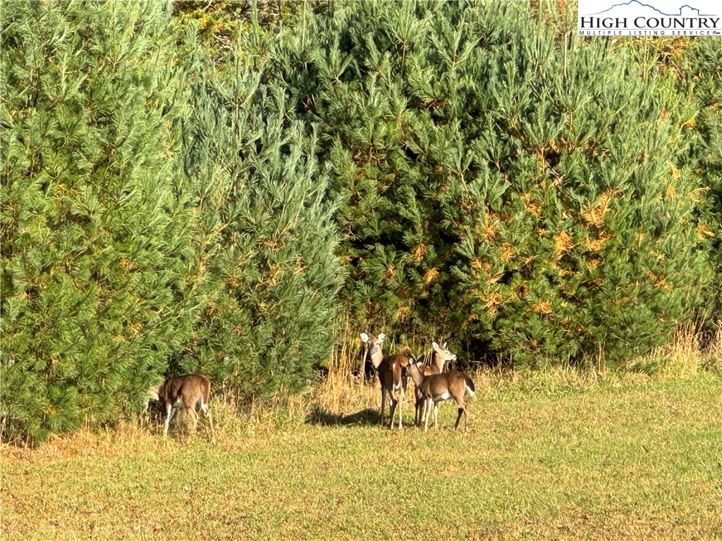 Jr Dairy Road Ennice, NC 28623 - Photo 19 of 22