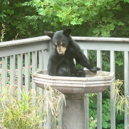 $660,000 | 229 Pine Valley Road, Bassett, VA 24055