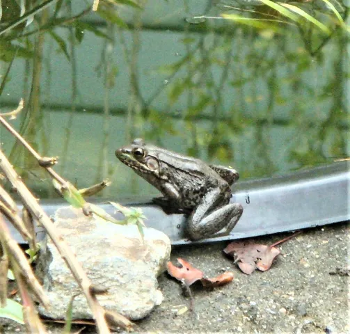 $725,000 | 229 Pine Valley Road, Bassett, VA 24055