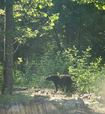 $725,000 | 229 Pine Valley Road, Bassett, VA 24055