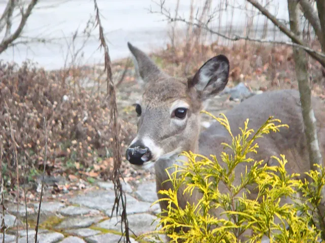 $725,000 | 229 Pine Valley Road, Bassett, VA 24055