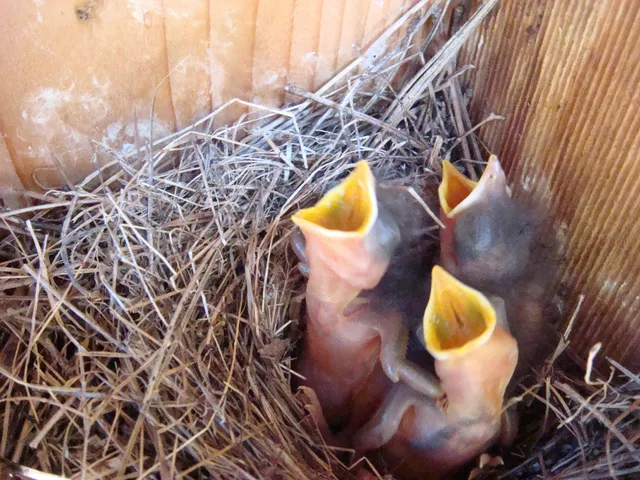 $725,000 | 229 Pine Valley Road, Bassett, VA 24055