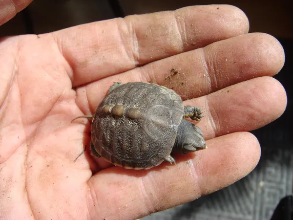 $660,000 | 229 Pine Valley Road, Bassett, VA 24055