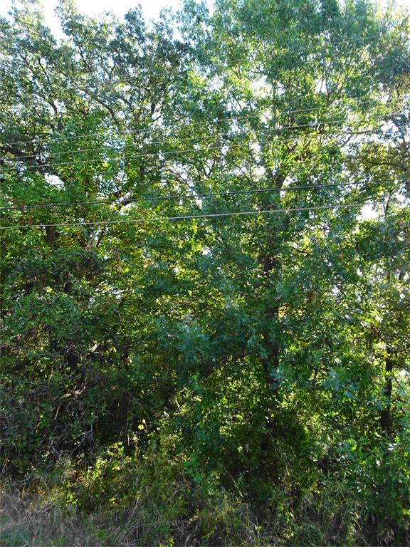 a view of a lush green forest
