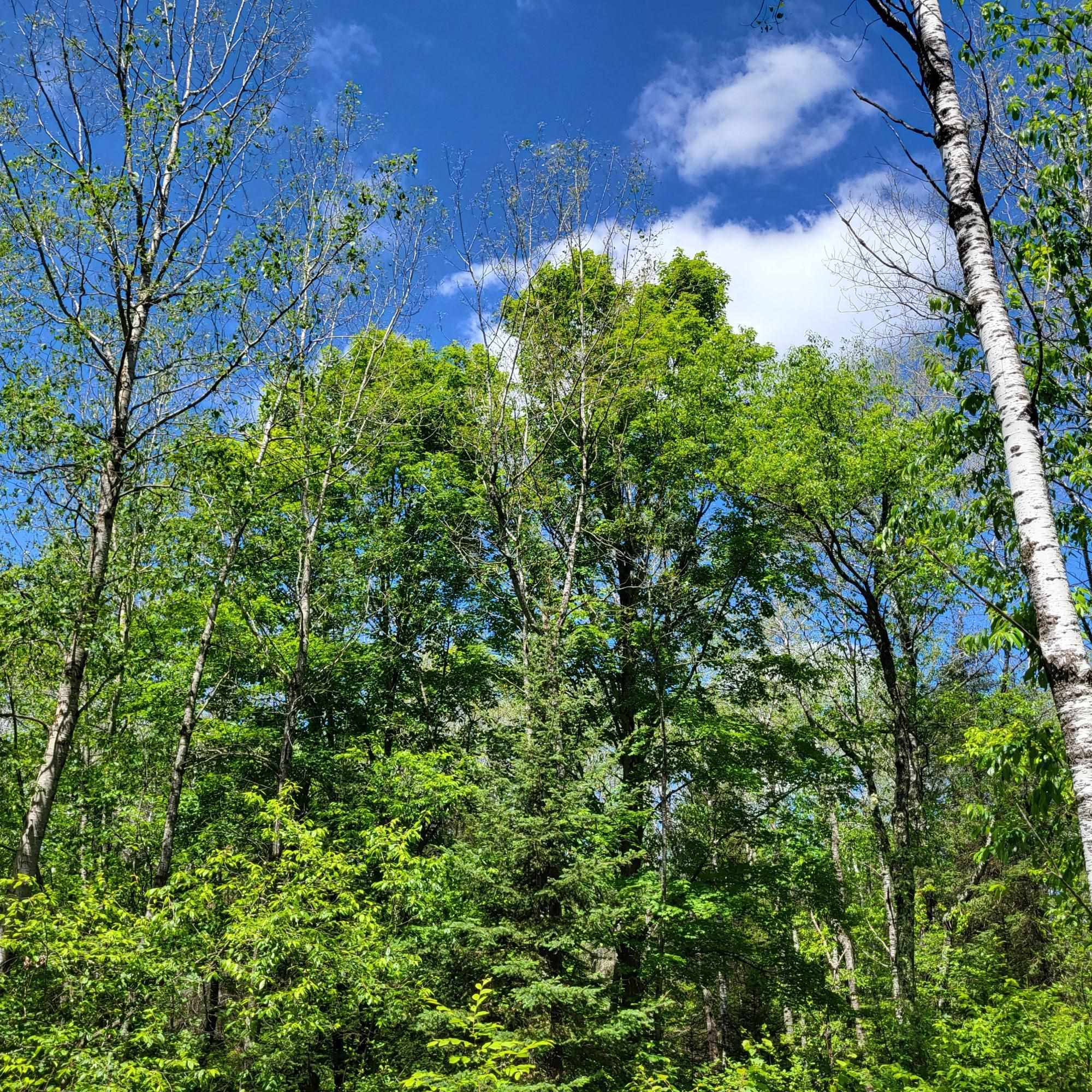 Lot 2 Peshtigo River Road Armstrong Creek, WI 54103 - Photo 1 of 1