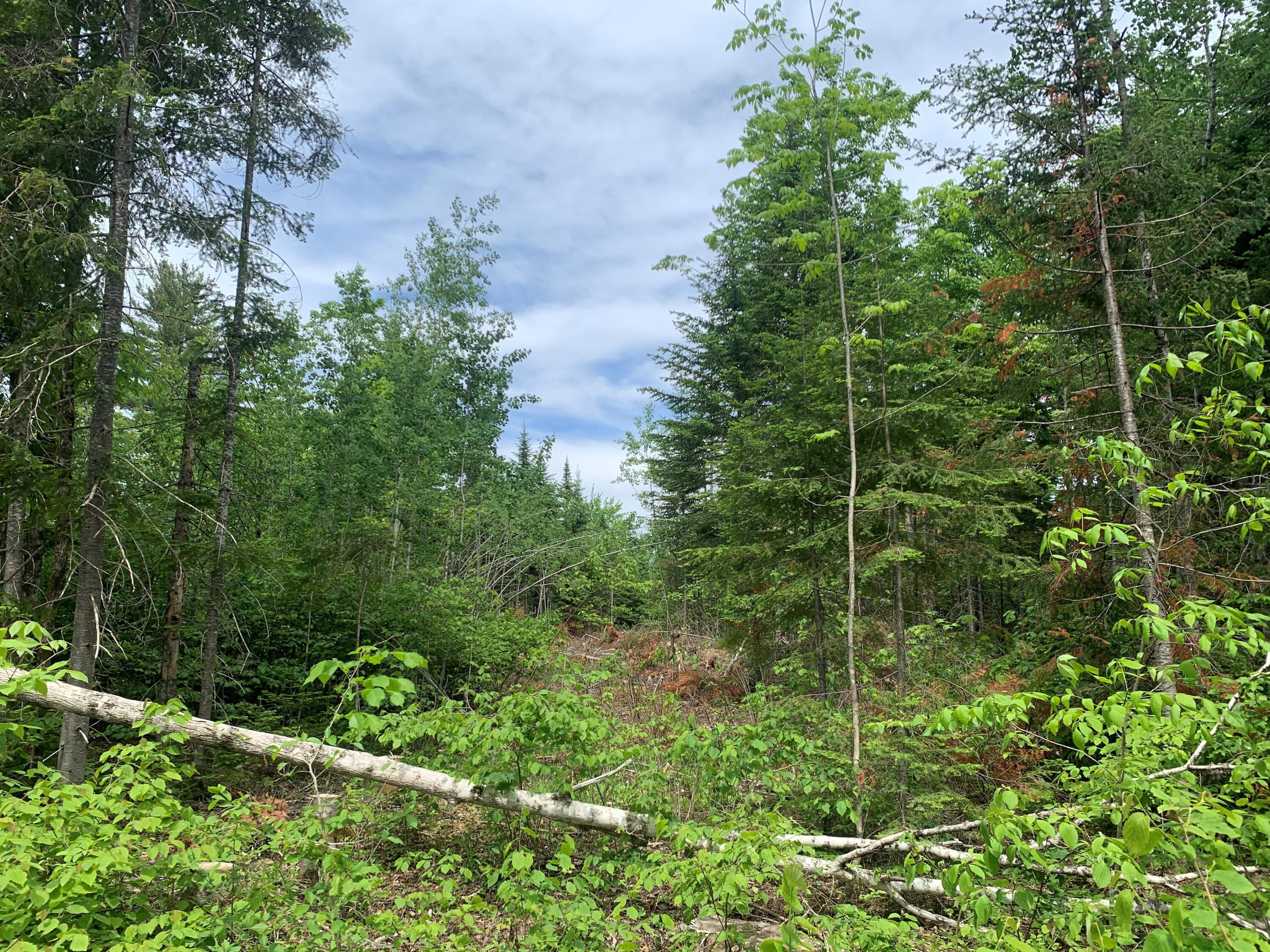 Lotk Cow Team Road Crystal, ME 04747 - Photo 10 of 11 10