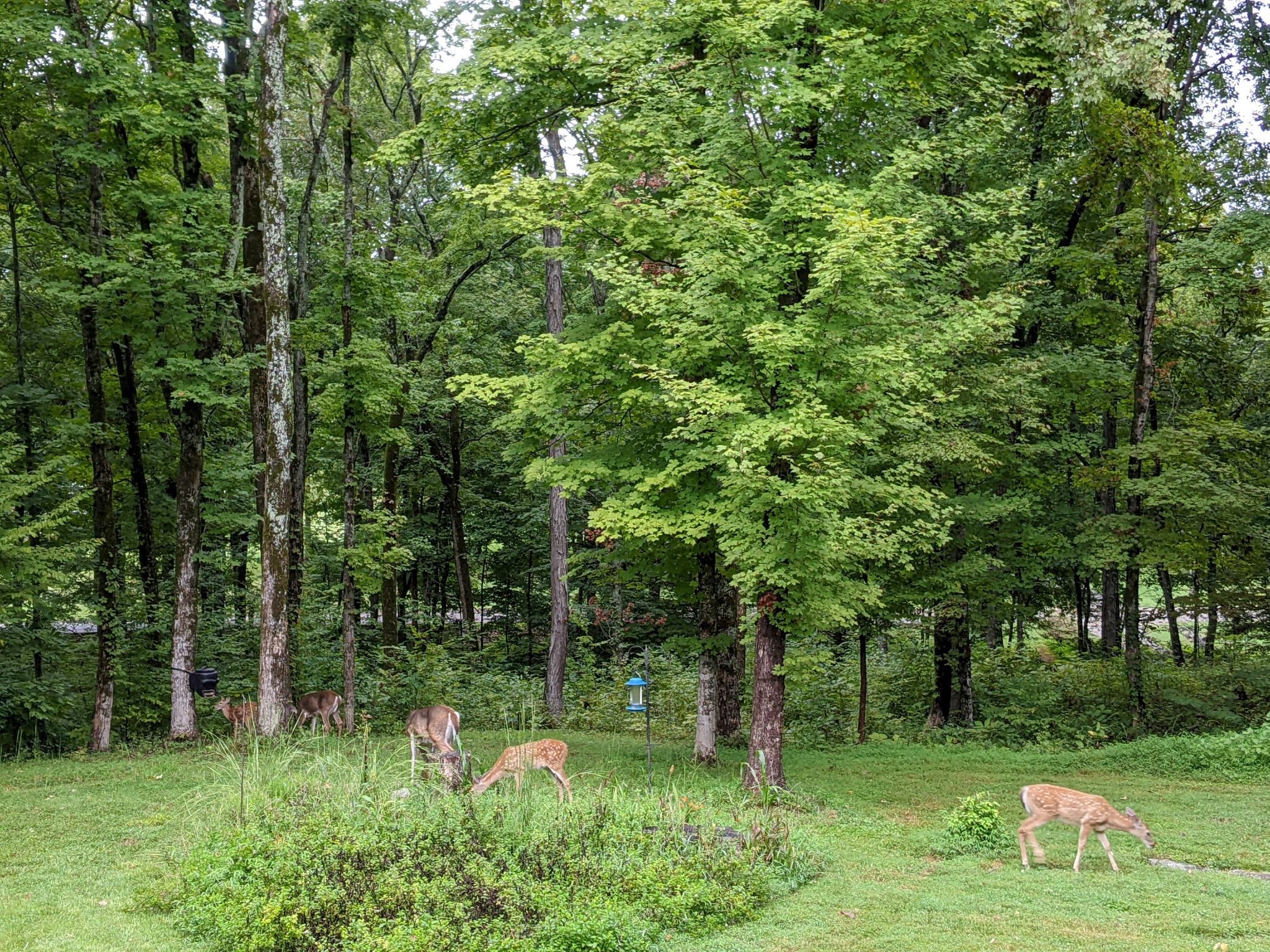 631 Vaughan's Gap Road Spring Hill, TN 37174 - Photo 44 of 44 Gallery Image 44