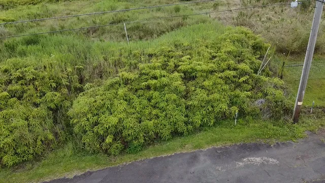 a view of a forest with a houses