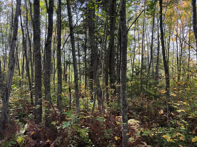 $80,000 | Tbd 120th Place, Tamarack, MN 55787