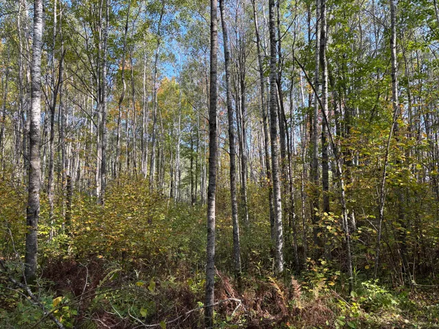 $80,000 | Tbd 120th Place, Tamarack, MN 55787