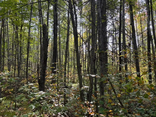 $80,000 | Tbd 120th Place, Tamarack, MN 55787