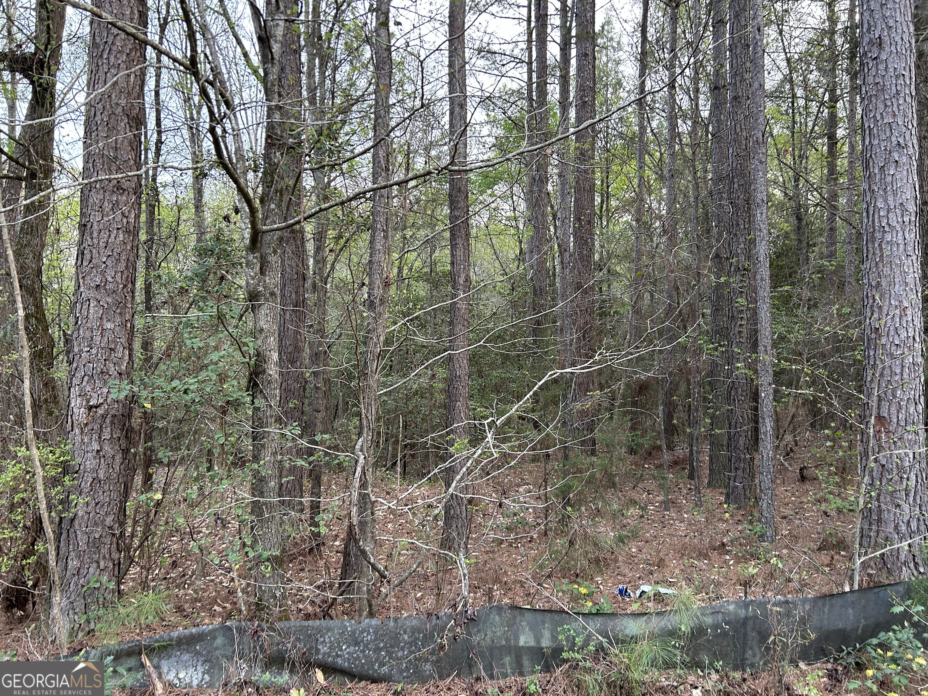 0 Panther Point Elberton, GA 30635 - Photo 3 of 7 a view of a forest with large trees