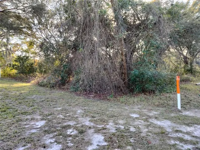 a view of a forest with trees
