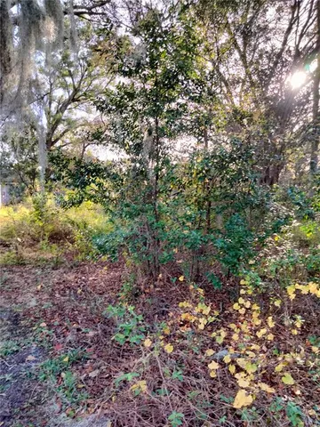 a view of a yard with a tree
