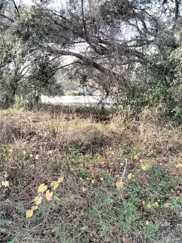 a view of a large tree with lots of trees