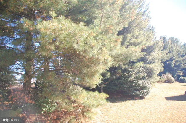 a view of a deck with large trees and wooden fence