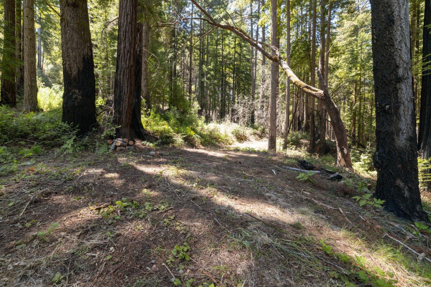 Lot 17 Branson Ranch Boulder Creek, CA 95006 - Photo 8 of 45 a view of a tree in the middle of a yard