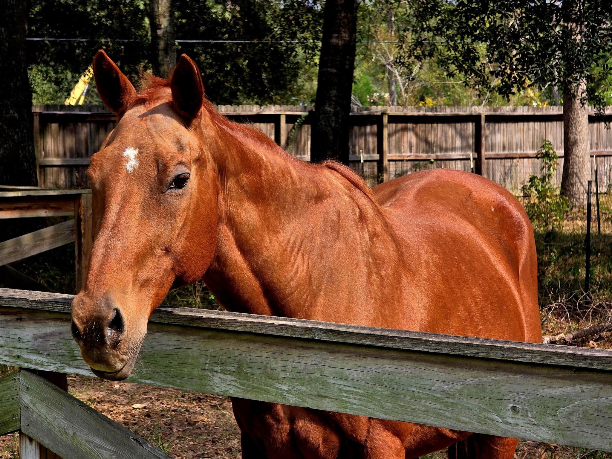 10205 Fostoria Road Cleveland, TX 77328 - Photo 40 of 44 a view of swimming pool with outdoor seating