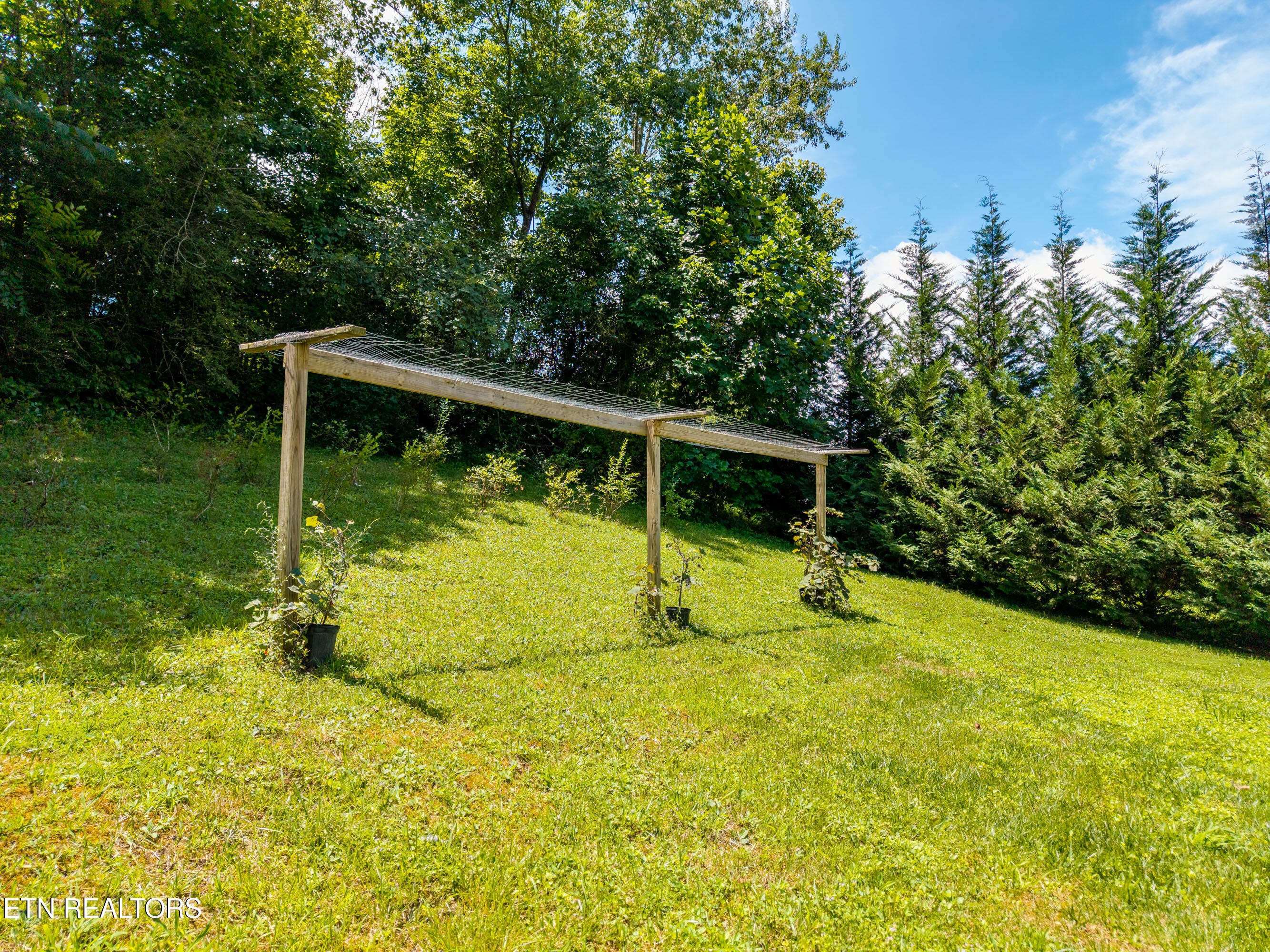 358 Webb Road Townsend, TN 37882 - Photo 50 of 53 Grape vines and fruit trees