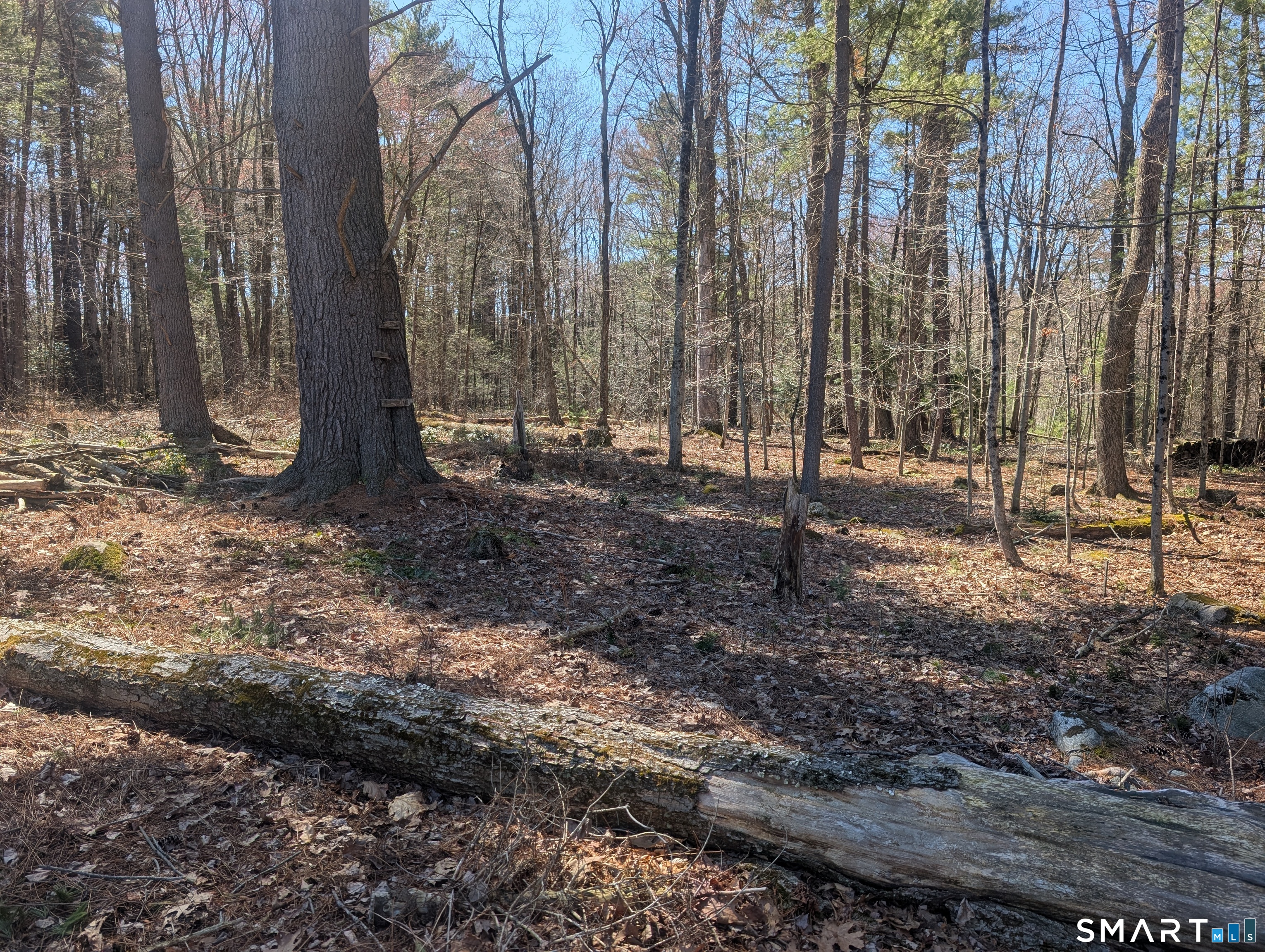 0 Torringford Street Torrington, CT 06791 - Photo 13 of 29 a backyard of a house with lots of green space