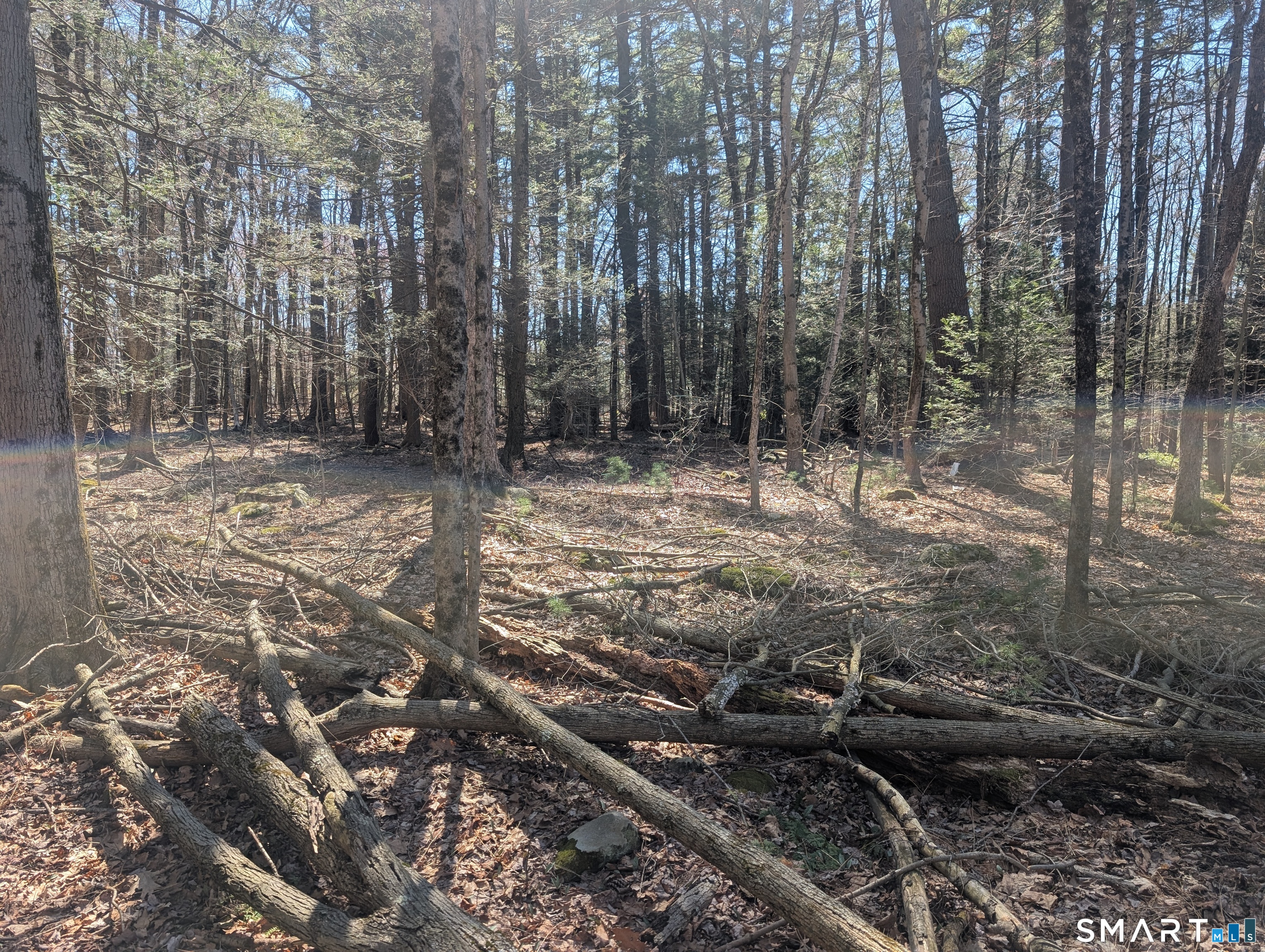 0 Torringford Street Torrington, CT 06791 - Photo 8 of 29 a view of a yard with trees